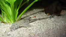 rhineloricaria microlepidogaster