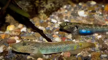 Rhinogobius