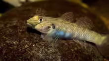 Rhinogobius