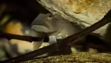 Rhinogobius