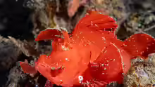 Rhinopias eschmeyeri