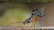 Rhyssa persuasoria