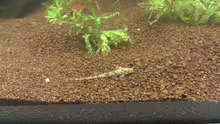 Rineloricaria parva 