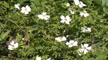 Rosa arvensis