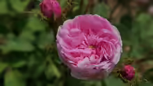 Rosa centifolia
