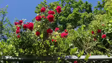 Rosa climber