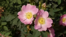 Rosa pendulina