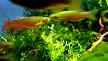 Danio roseus