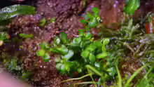 Rotala indica