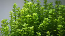 Rotala indica