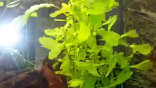 Rotala macrandra