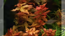 Rotala macrandra