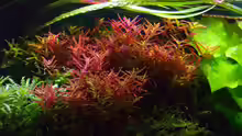 Rotala rotundifolia