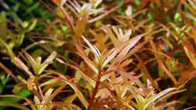 Rotala rotundifolia