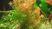 Rotala sp. Colorata - Kleinblättrige Rotala