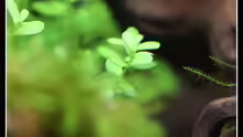 Rotala sp. grün