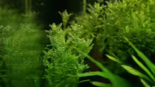 Rotala spec. green