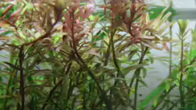 Rotala