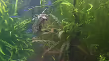 Corydoras pygmaeus