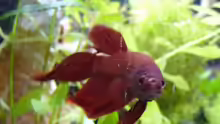 Betta tussyae