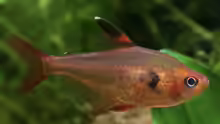 Hyphessobrycon sweglesi