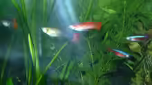 Rotes Guppy-Männchen