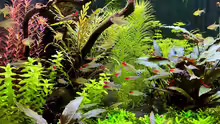 Hyphessobrycon pulchripinnis