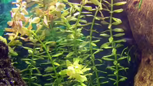 Rundblättrige Rotala