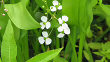Sagittaria graminea