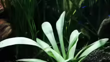Sagittaria platyphylla