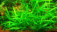 Sagittaria Subulata 22.01.10