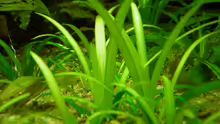 Sagittaria
