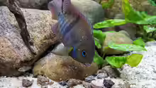 Amatitlania sajica