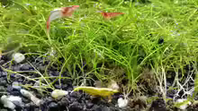 Neocaridina davidi Yellow Fire