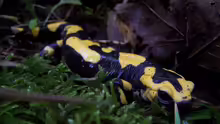 Salamandra terestris