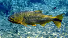 Salminus brasiliensis