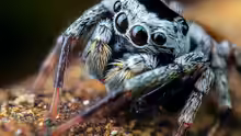 Salticidae