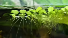 Salvinia minima