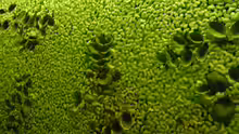 Salvinia natans