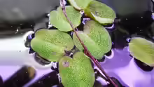 Salvinia natans