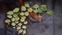 Salvinia natans