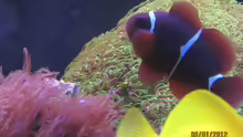 Premnas biaculeatus