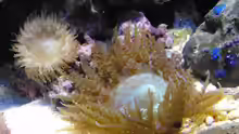 Sandanemone mit Nachwuchs
