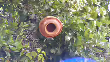 Sapucaia