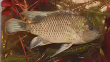 Sargochromis carlottae