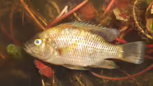 Sargochromis codringtonii