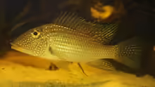 Satanoperca leucosticta