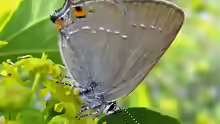 Satyrium acaciae