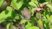 Satyrium ilicis