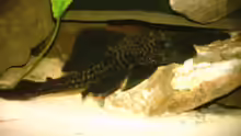 Hypostomus plecostomus
